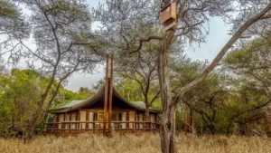 Tuli Safari Lodge