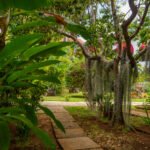 Charela Inn black owned jamaica hotel Negril-6