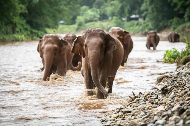 Elephant Nature Park