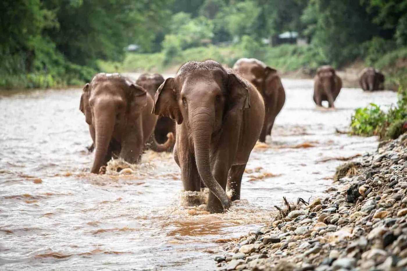 Elephant Nature Park