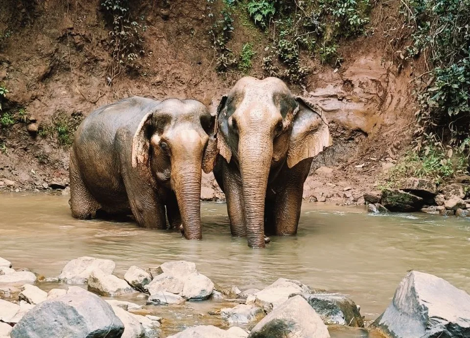 Elephant Valley Project