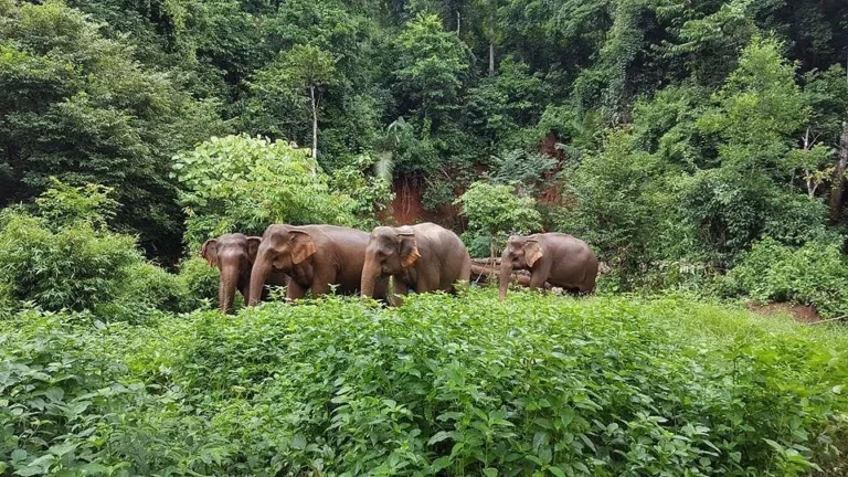 Elephant Valley Project