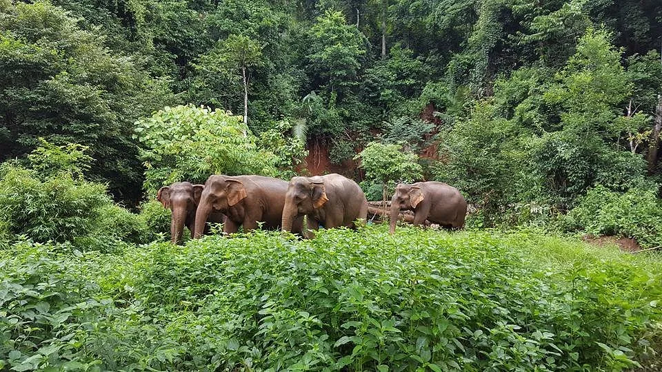 Elephant Valley Project