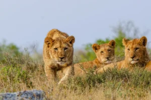 Kwandwe Game Reserve