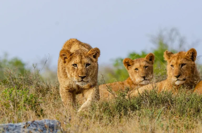 Kwandwe Game Reserve