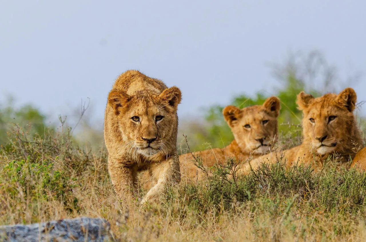 Kwandwe Game Reserve