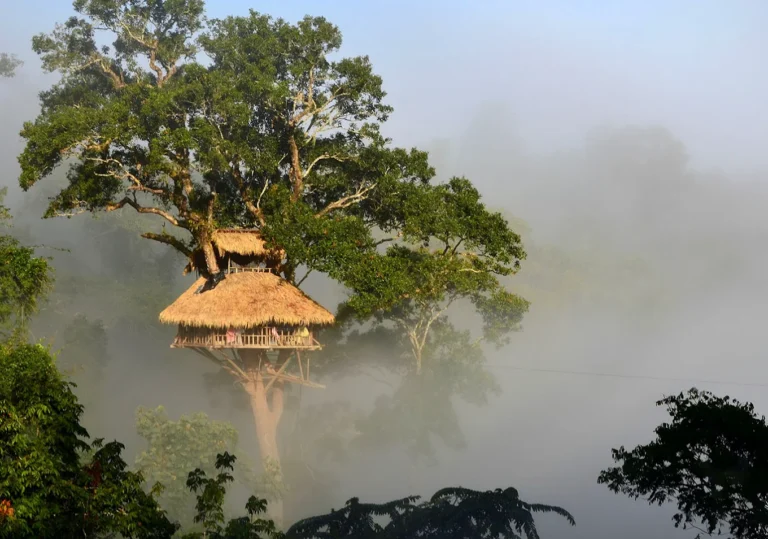 The Gibbon Experience