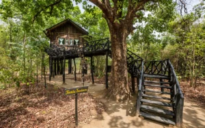 Tree House Hideaway