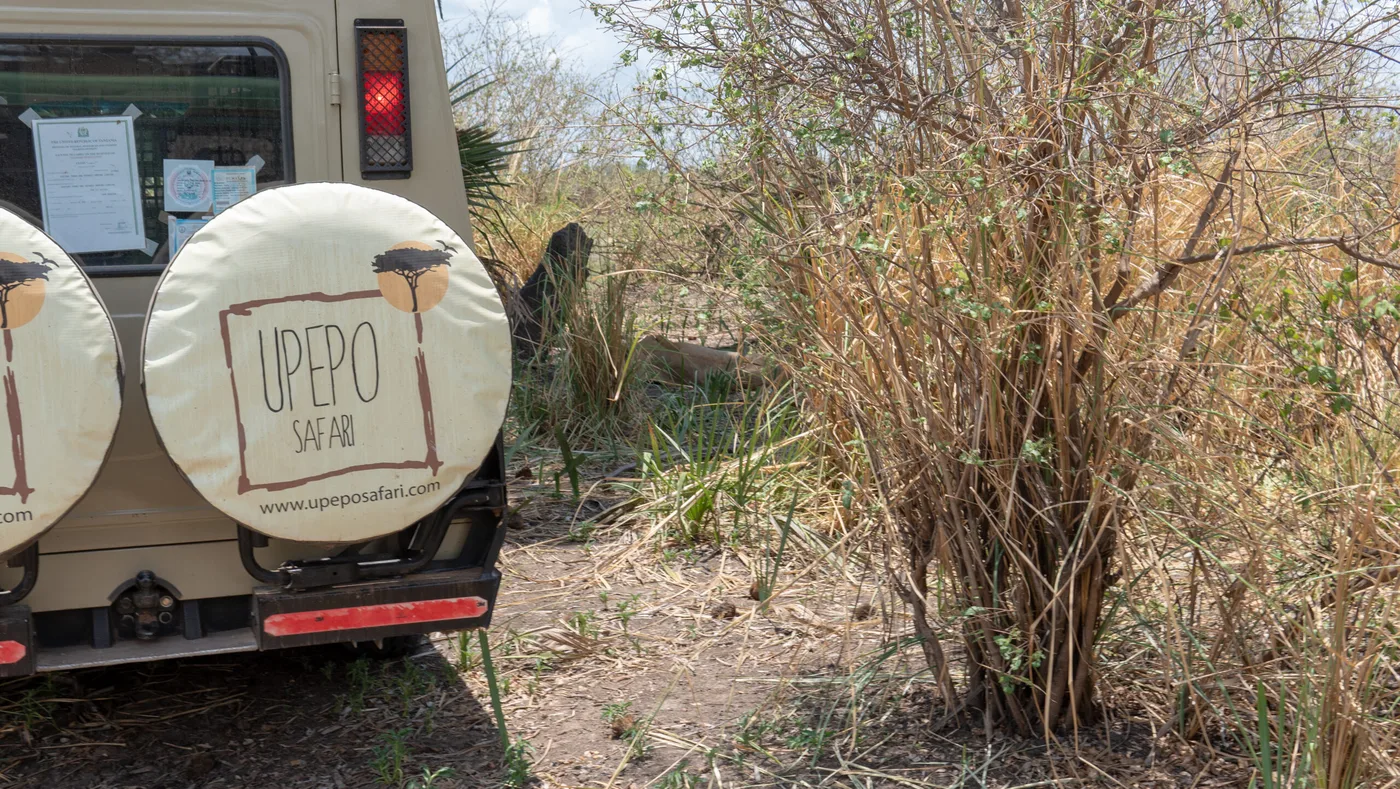 Upepo Safari