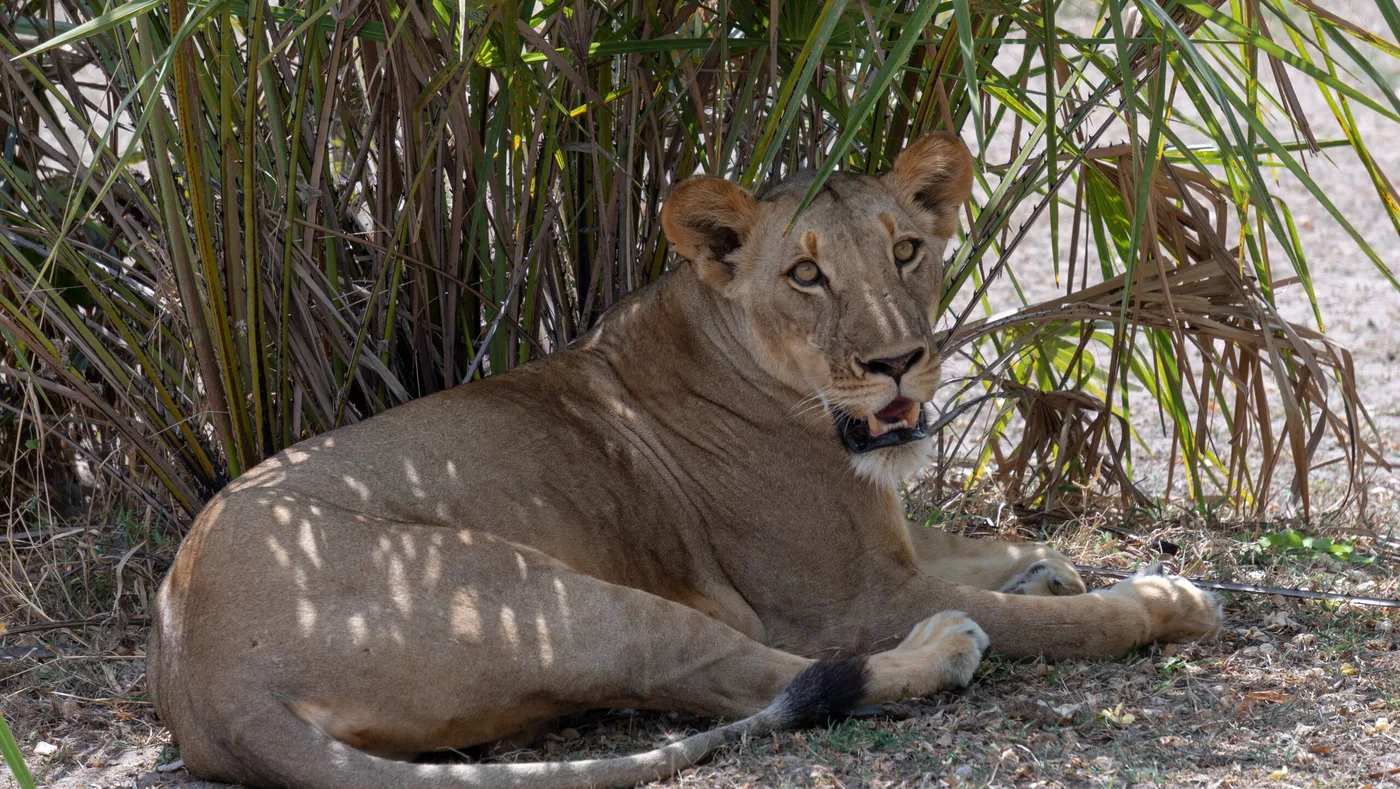 Upepo Safari