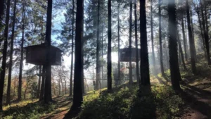 Cabanes als Arbres