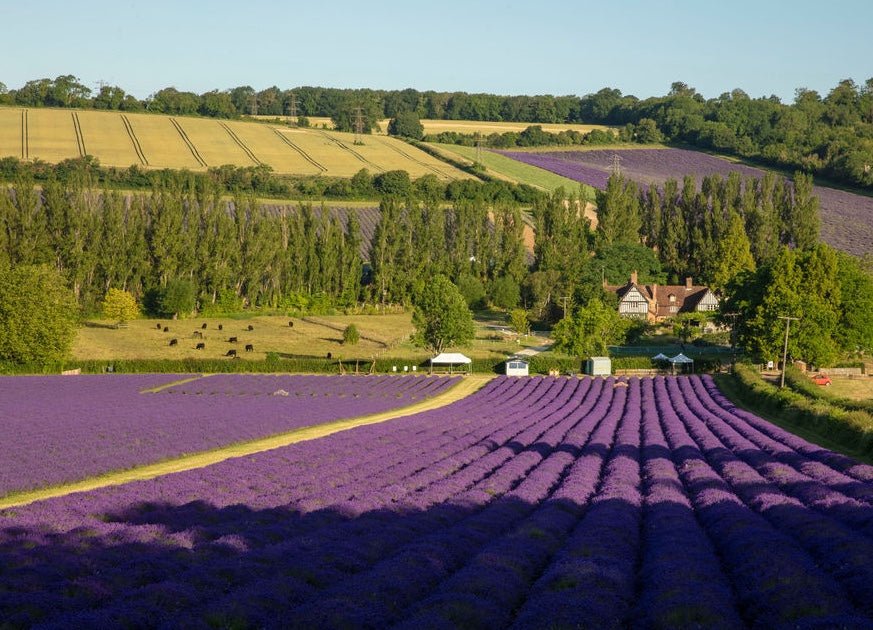 Castle Farm Lavender Farm