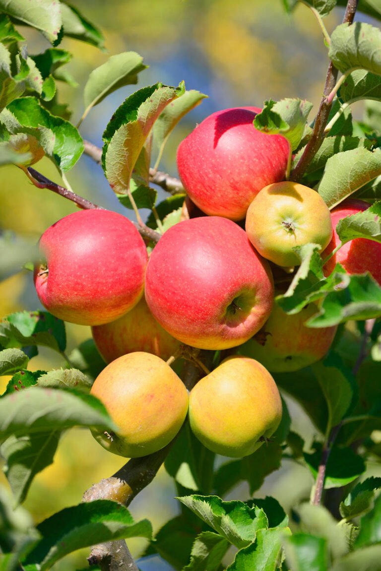 Daymens Hill Orchard
