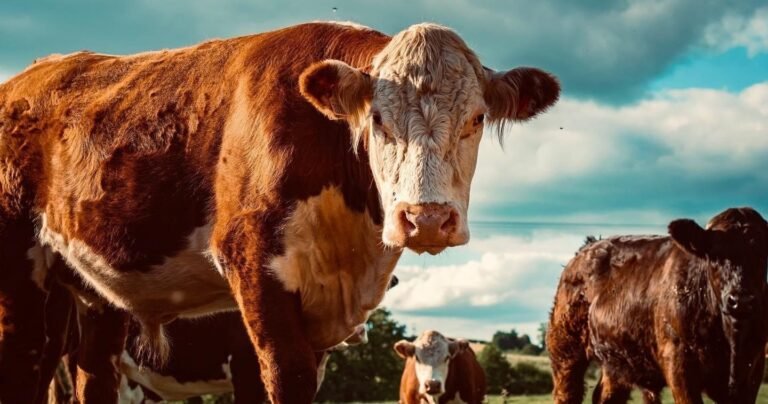 Legges – Hereford