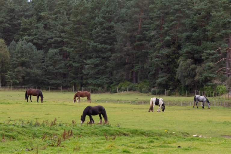 World Horse Welfare Belwade Farm