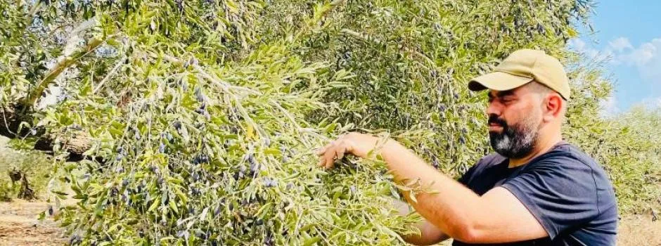 Al Reef Fair Trade Medjoul Dates