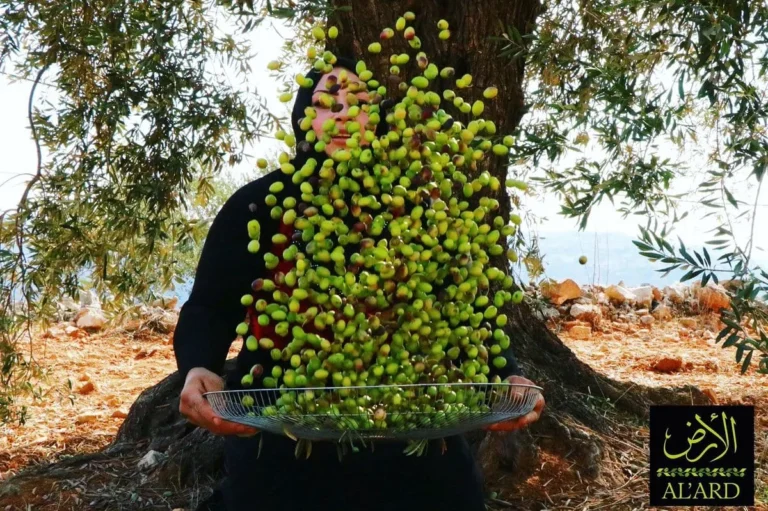 Al’ard Palestinian Organic Extra Virgin Olive Oil