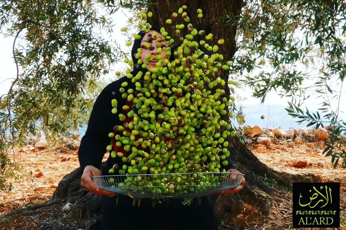 Al’ard Palestinian Organic Extra Virgin Olive Oil
