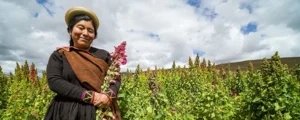 Ancient Harvest Organic quinoa (white, red, black, single ingredient)