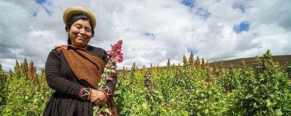 Ancient Harvest — Organic quinoa (white, red, black, single ingredient)