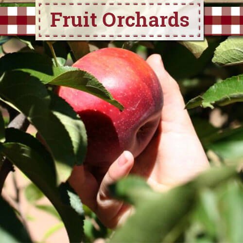 Apple Annie’s Orchard Farm