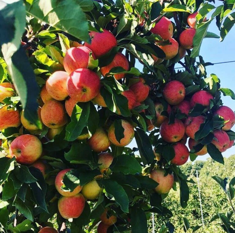 Apple Hills Cafe