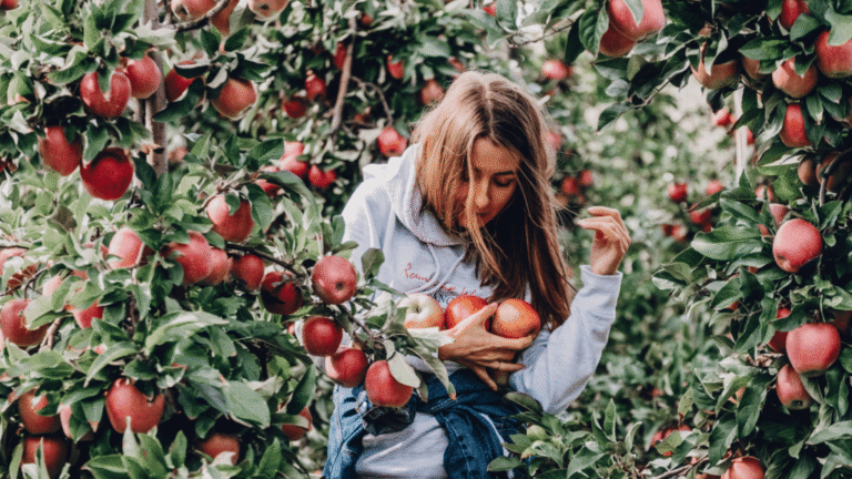 Apple Holler
