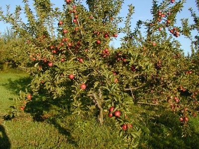 Appleberry Farm aka Atha’s Orchard
