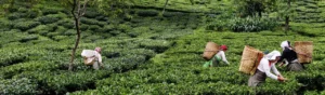 Arbor Teas Organic Fair Trade Loose Leaf Tea (Makaibari Estate Darjeeling)