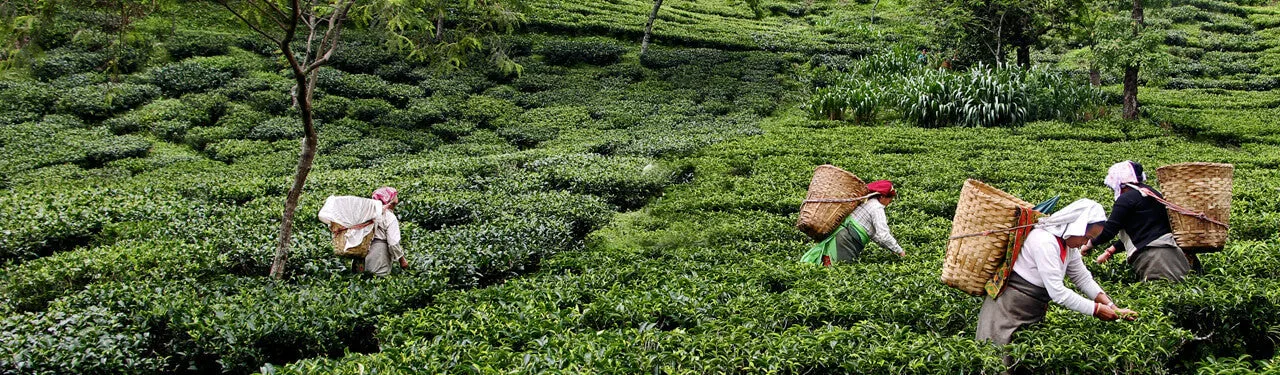 Arbor Teas Organic Fair Trade Loose Leaf Tea (Makaibari Estate Darjeeling)
