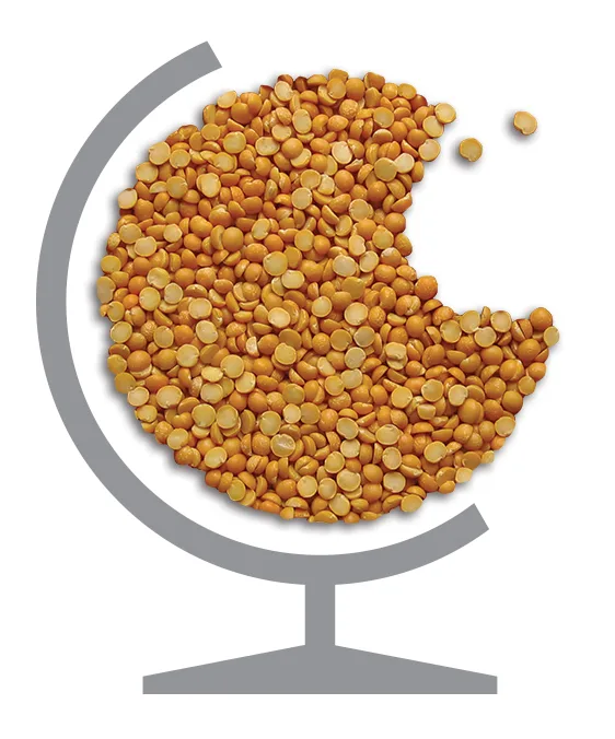 Avena Foods — Whole Green Lentils, Chickpeas & Split Peas
