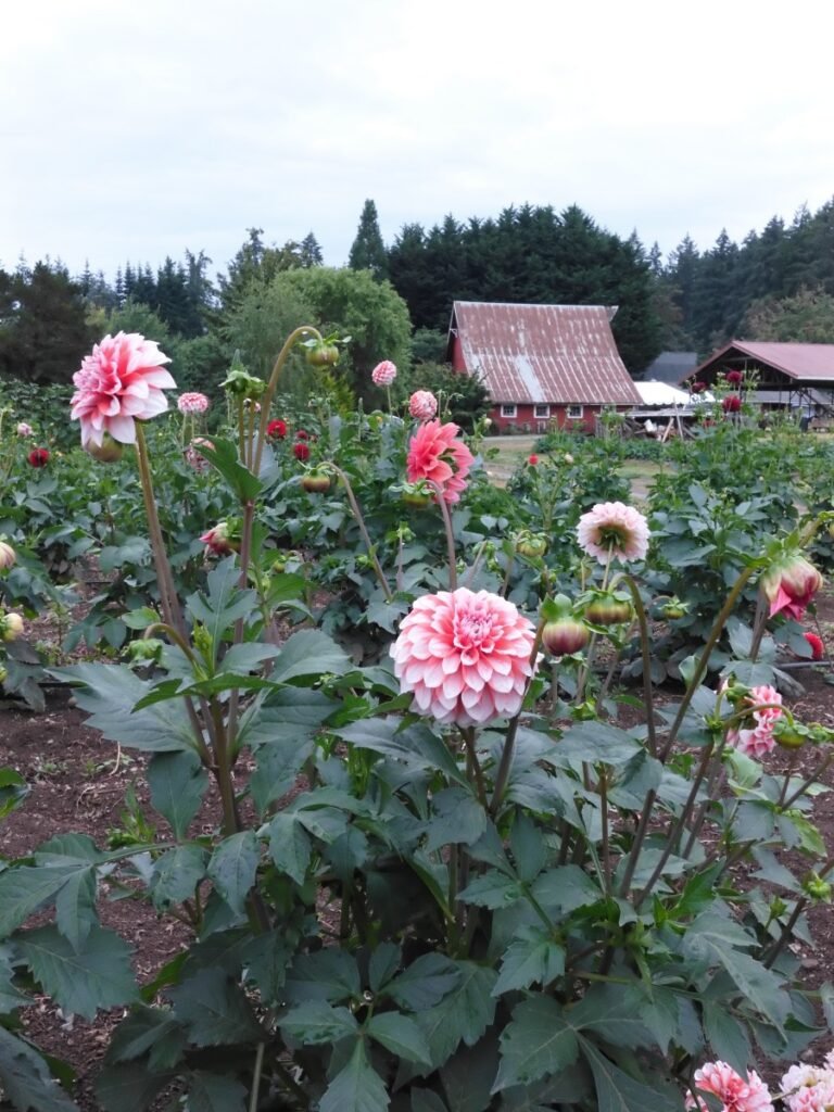 Bainbridge Island/Suyematsu Farm