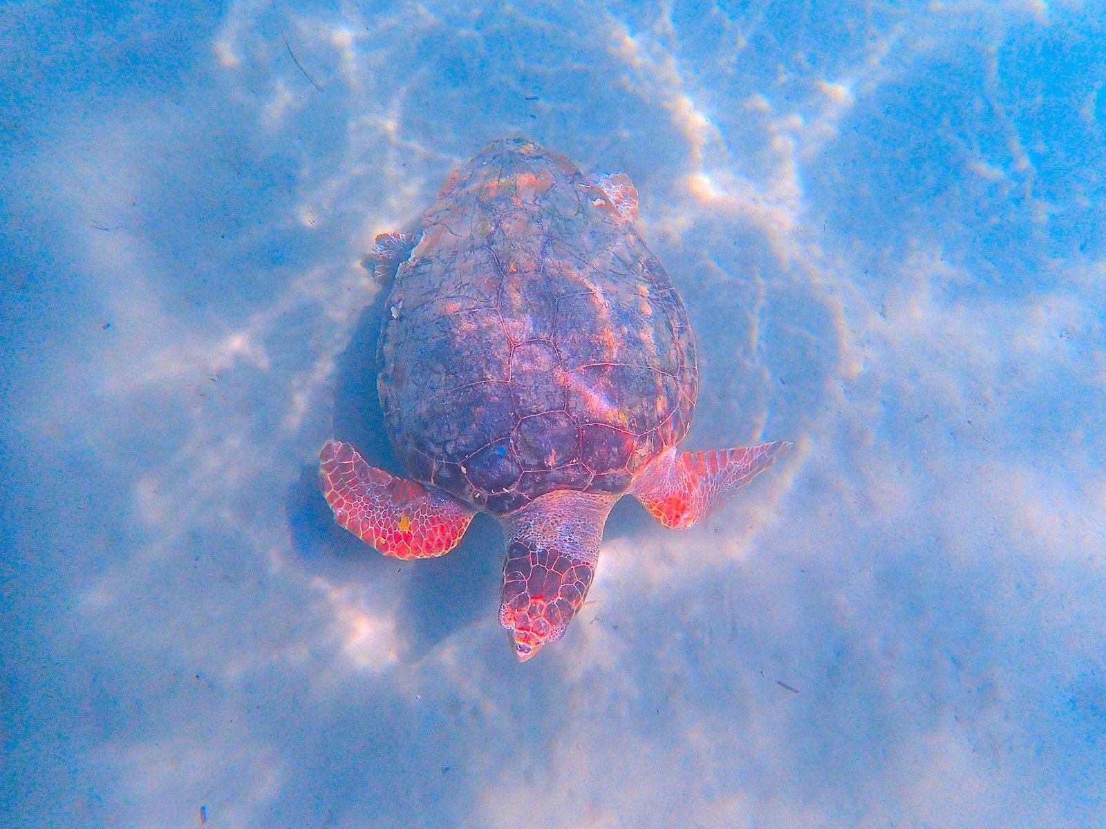 Barbados Sea Turtle Project hatchling releases