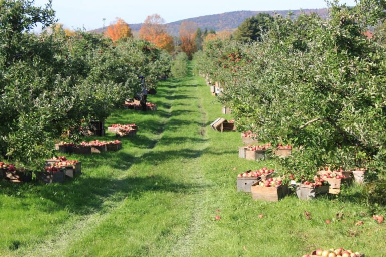 Bartlett’s Orchard