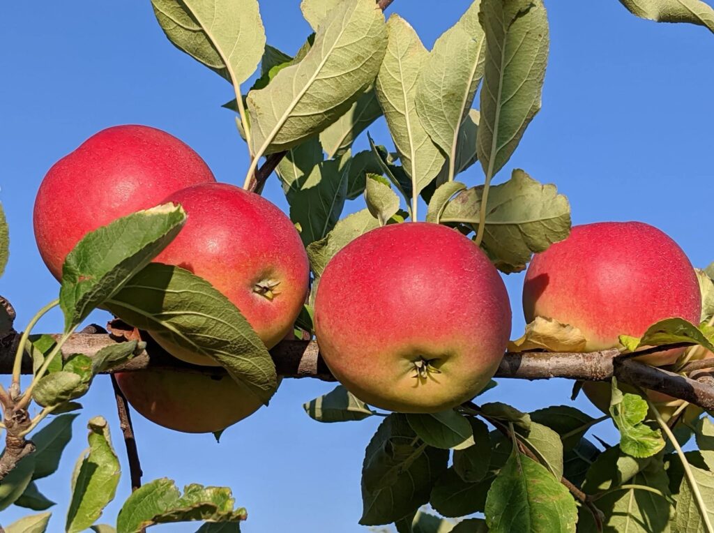 Bellinger’s Orchard