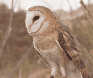 Jerry Jeremiah, private birding guide
