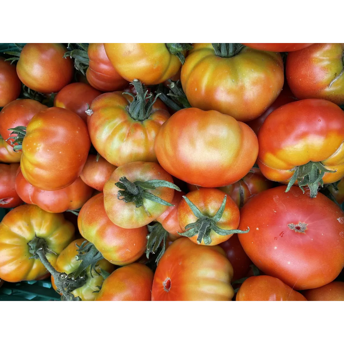 Blackhills CSA organic veg box