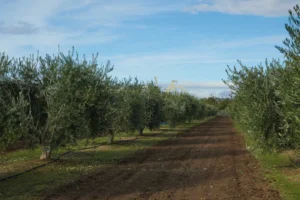 Bondolio Sicilian-varietal California EVOO