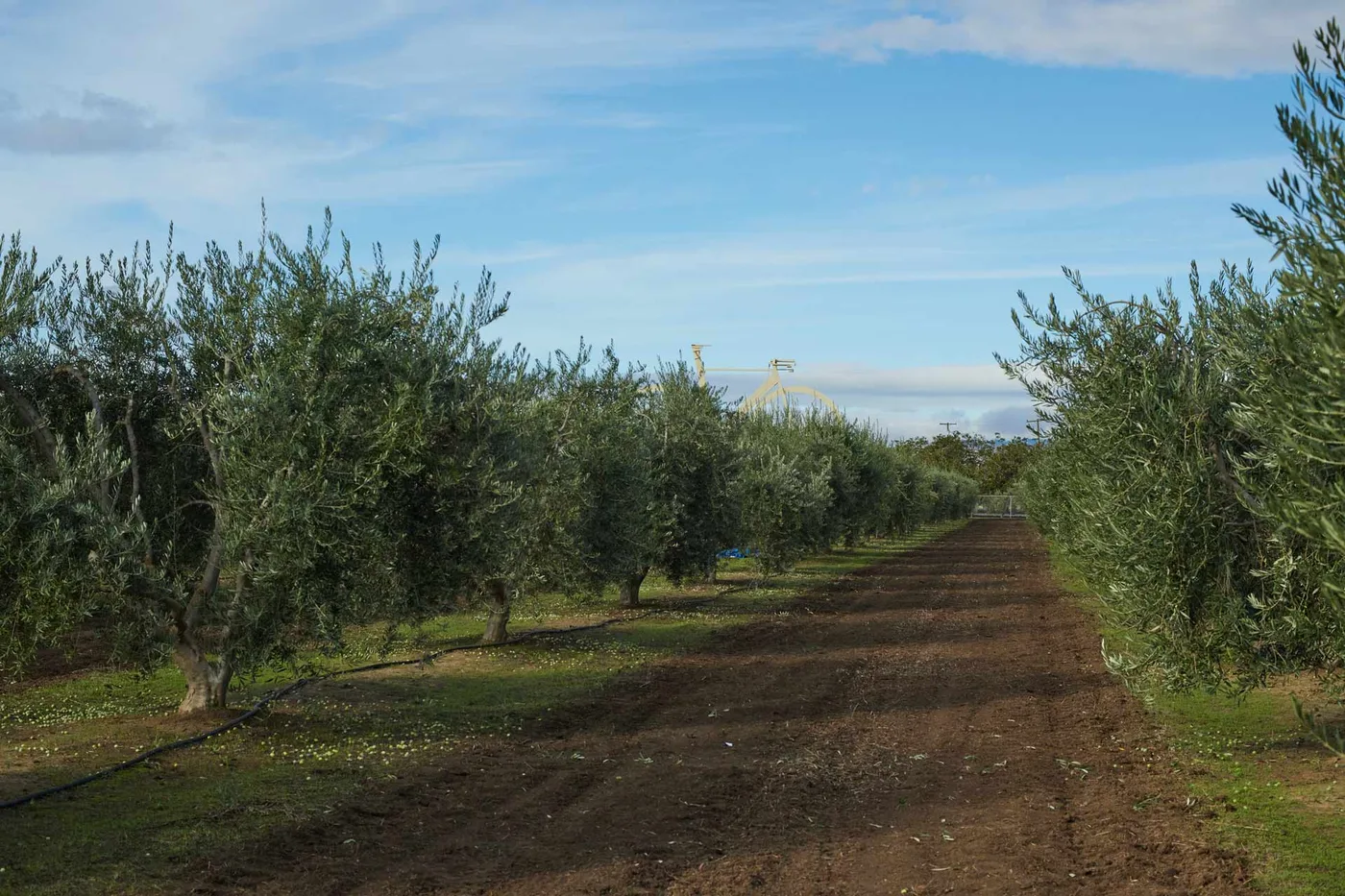 Bondolio Sicilian-varietal California EVOO