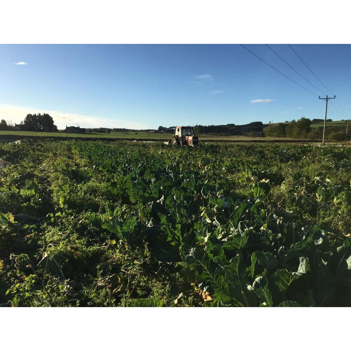 Bridgefoot Organic organic veg box