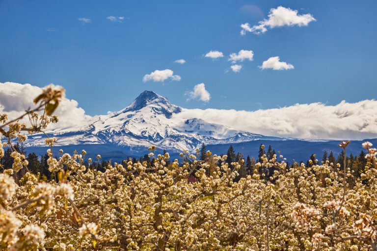 Browning’s Blueberry Farm