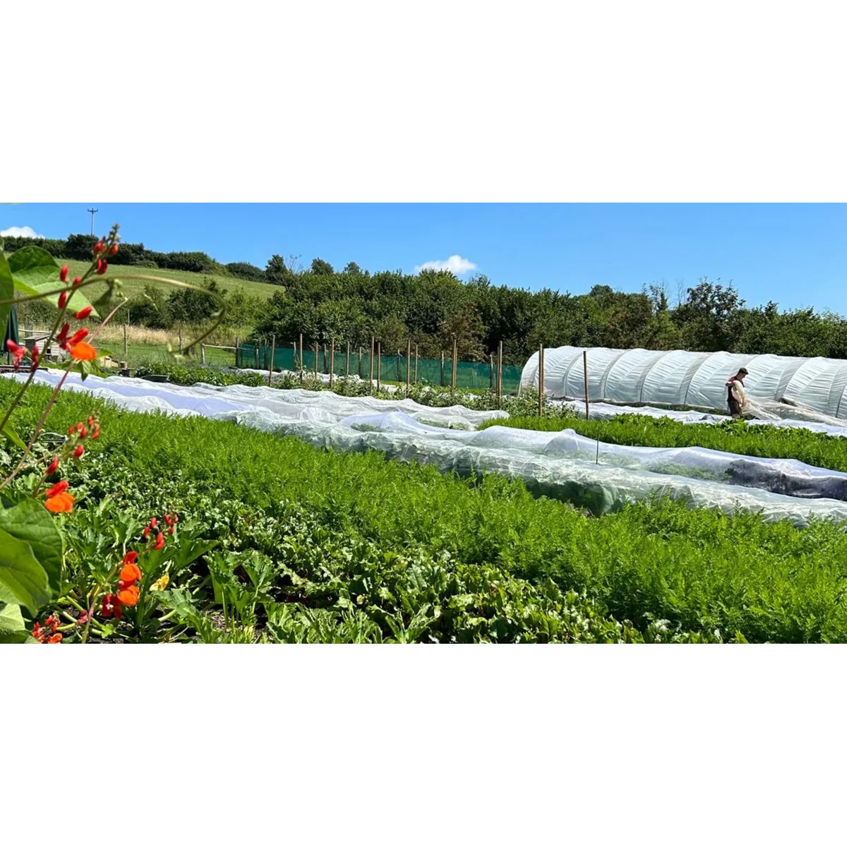 Cam Valley Growers organic veg box
