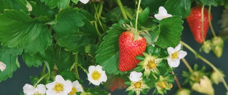 Carrigan Farms Strawberry Patch