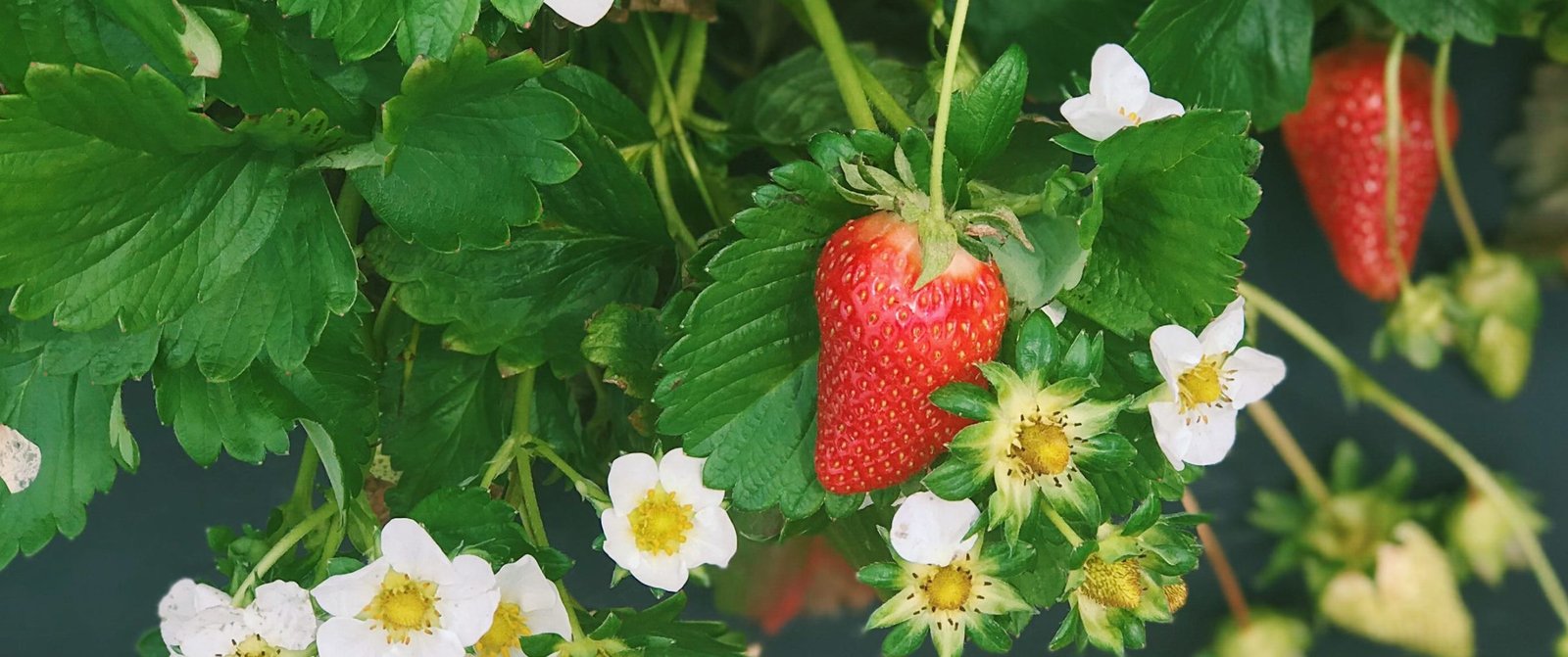 Carrigan Farms Strawberry Patch