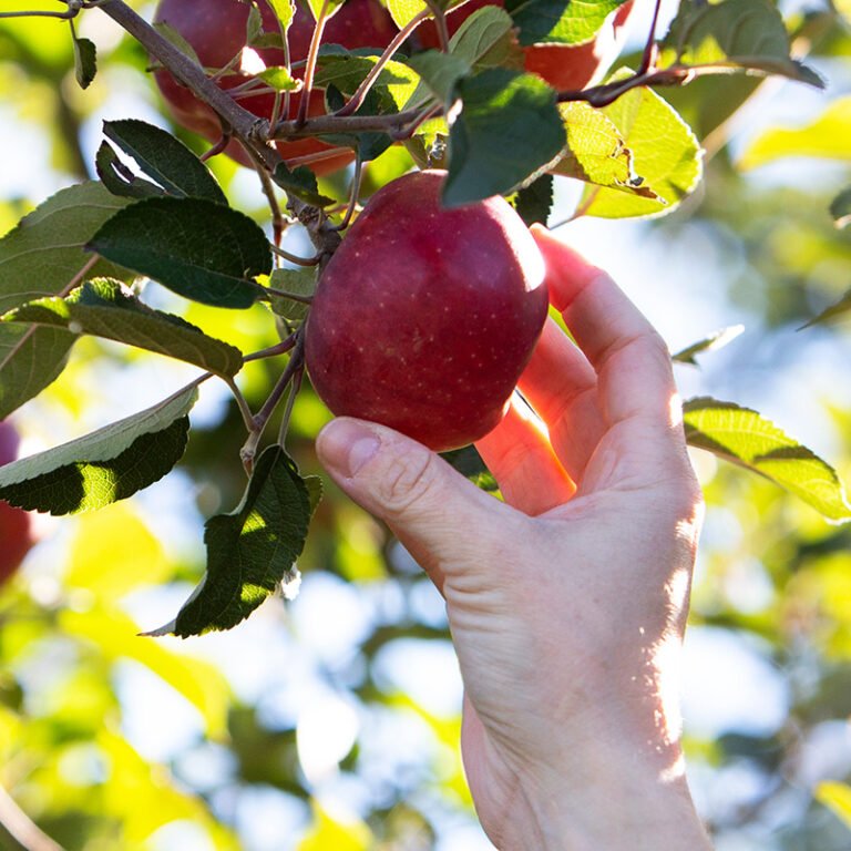 Carter Mountain Orchard