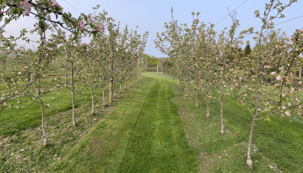 Chapmans Orchard