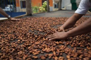 Chocolate Alchemy Raw & Roasted Organic Single-Origin Cacao Beans & Nibs retail + wholesale