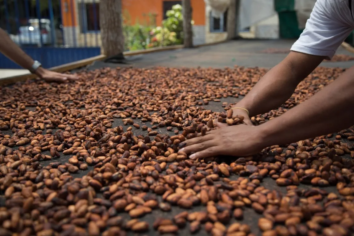 Chocolate Alchemy — Raw & Roasted Organic Single-Origin Cacao Beans & Nibs — retail + wholesale