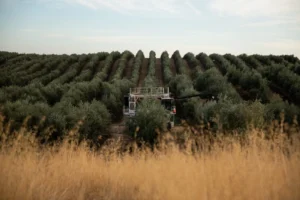 Cobram Estate Australia Select EVOO