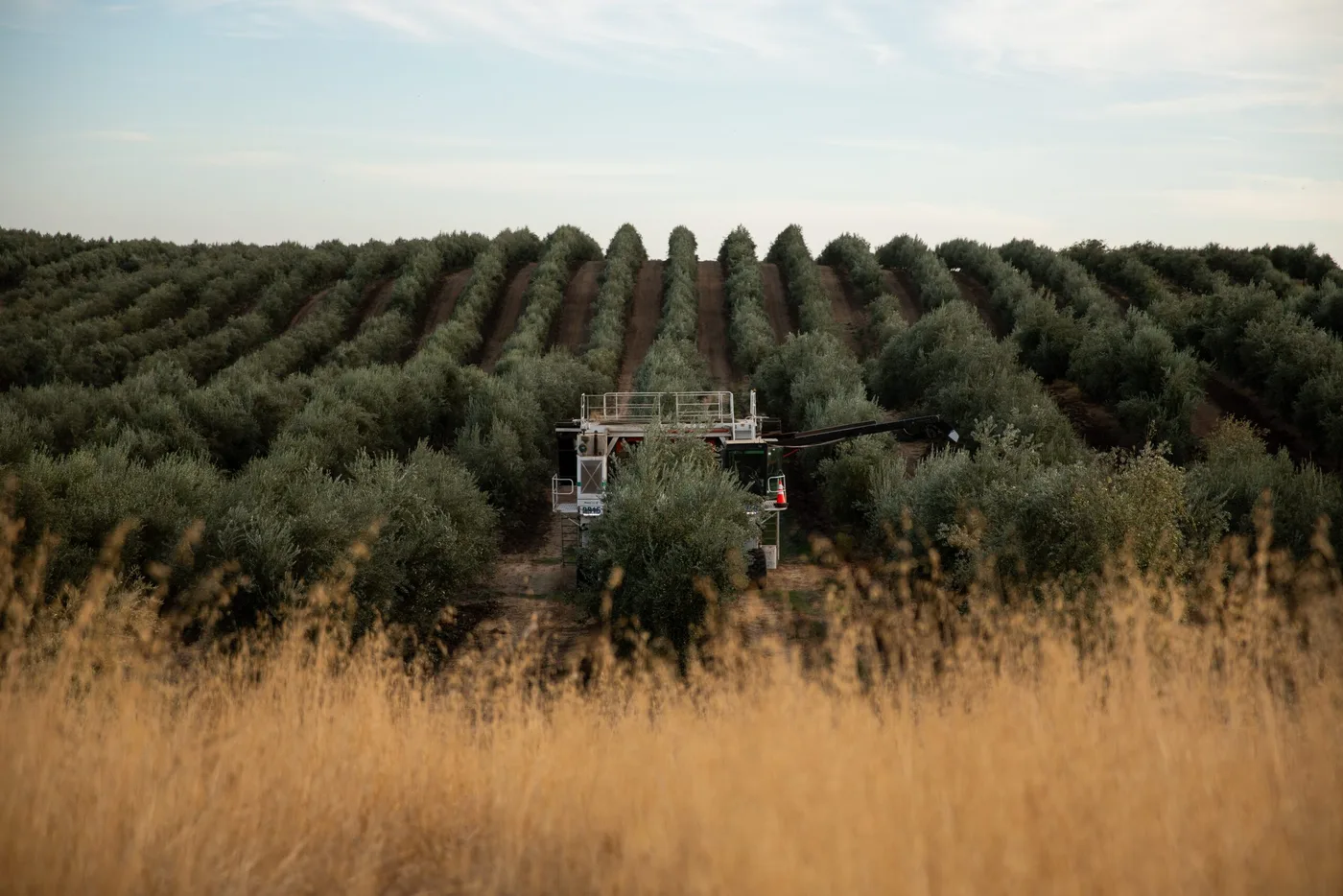 Cobram Estate — Australia Select EVOO